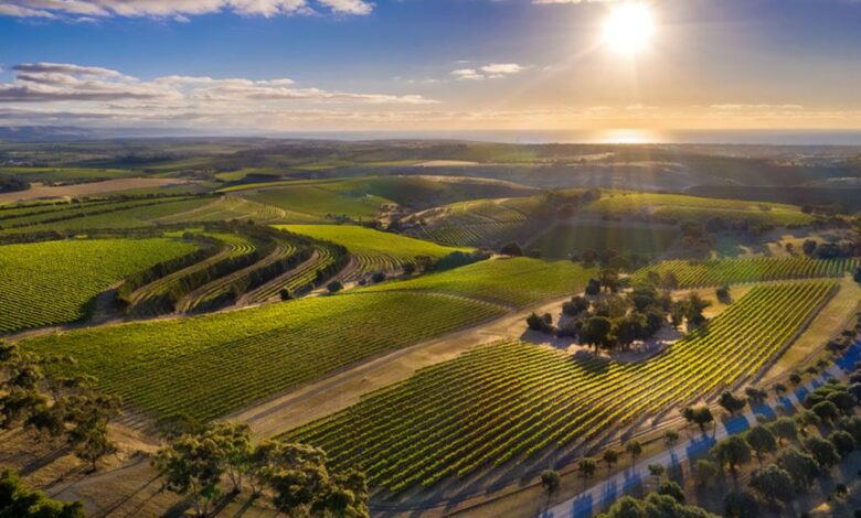 Paxton Wines biodynamic winemaking