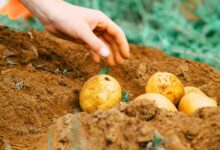 electric crop management